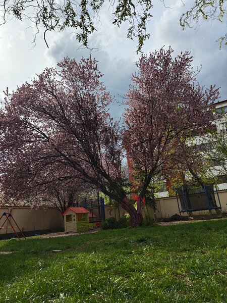 Gradinita IQ-EST Popesti-Leordeni - inscrieri in curs!